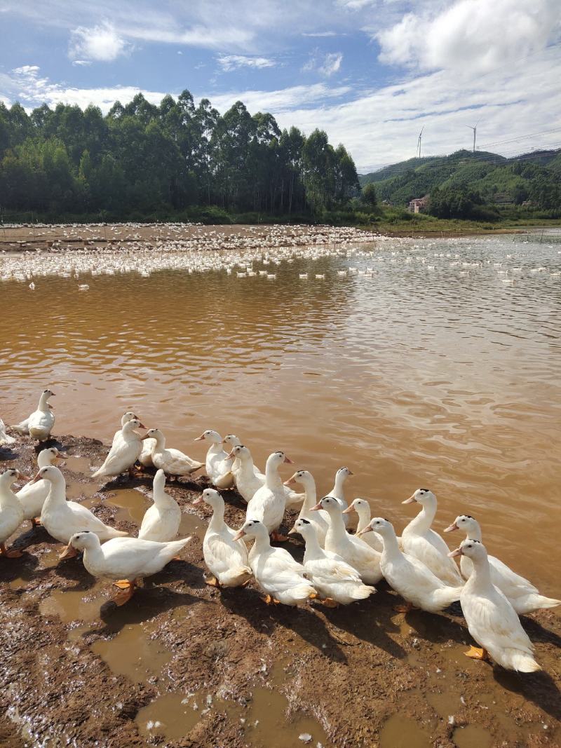 一点黑鸭水库鸭