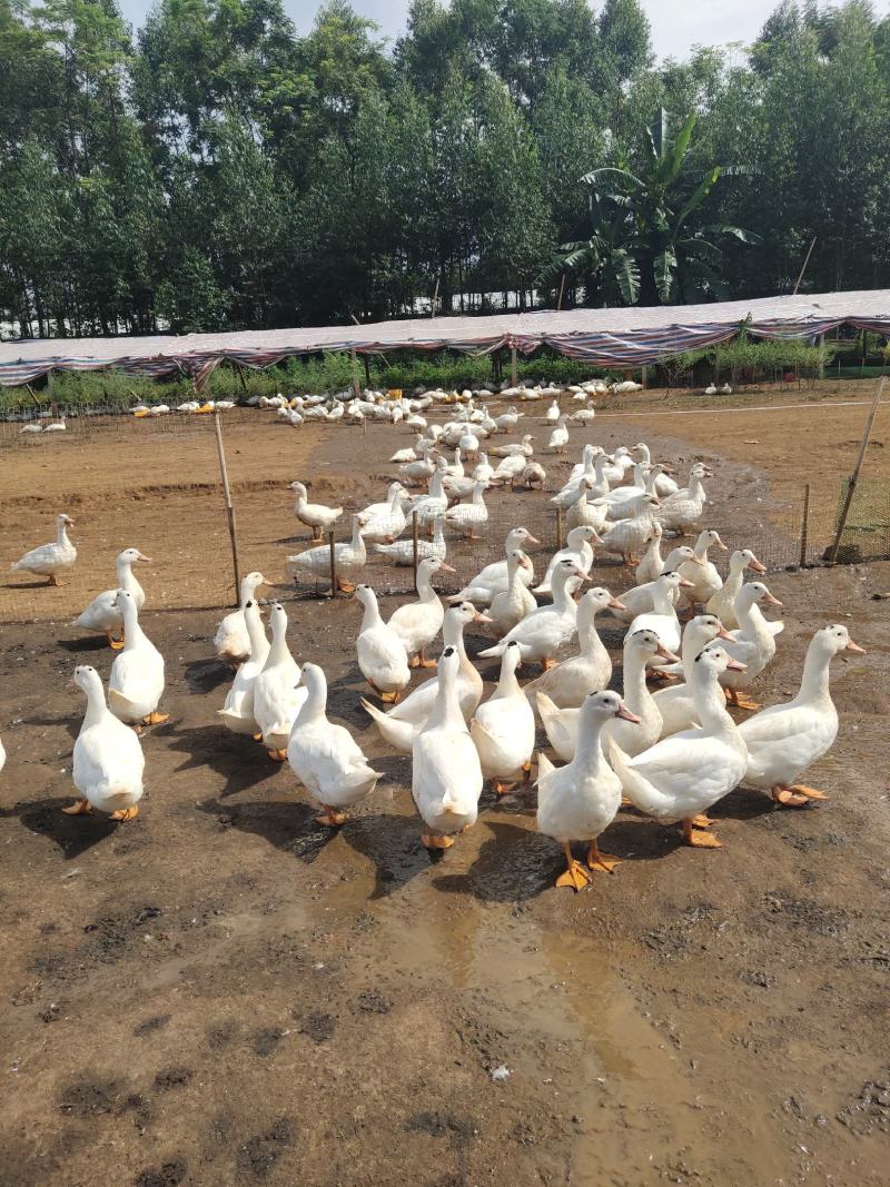 一点黑鸭水库鸭