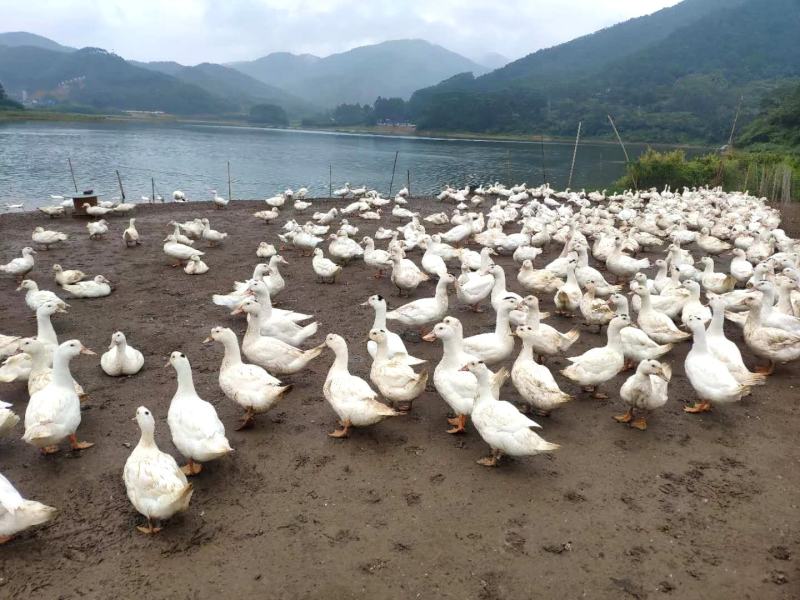一点黑鸭水库鸭