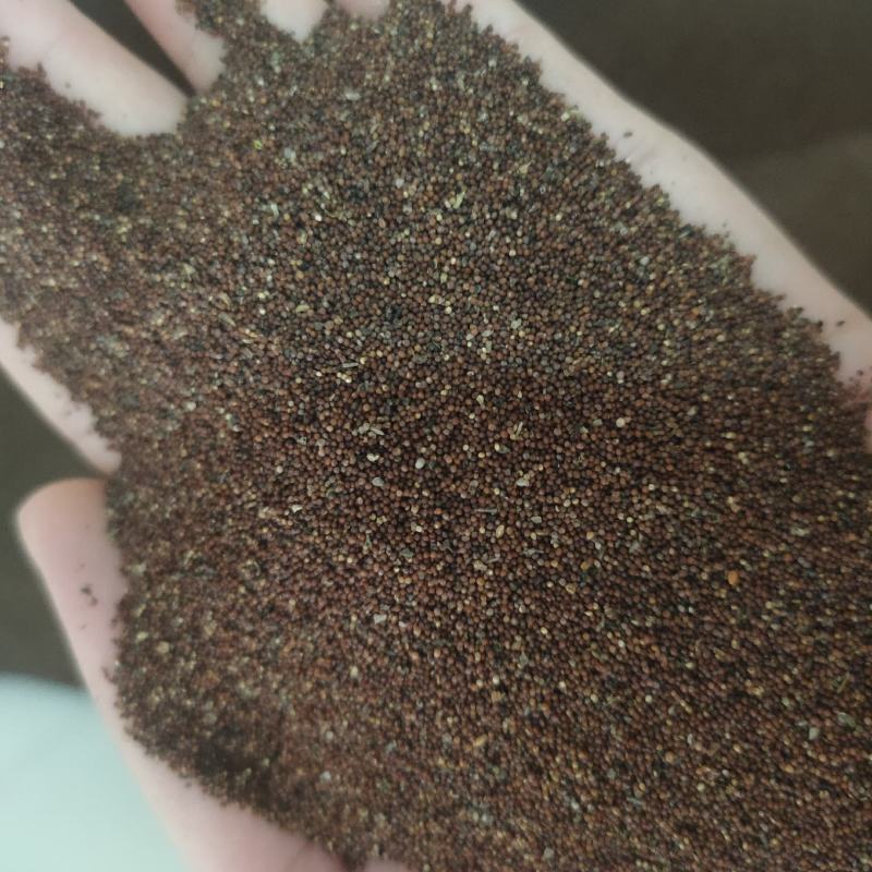 穗花婆婆纳种子蓝色花卉耐寒多年生草花种子景观绿化观花种子