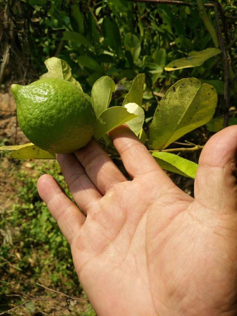 香水柠檬树苗50~80cm两年嫁接苗种植包邮