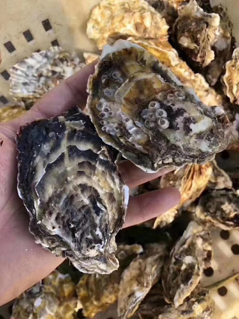 生蚝鲜活生蚝肉新鲜大牡蛎带壳海蛎子贝类海鲜水产即食海鲜