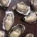 生蚝鲜活生蚝肉新鲜大牡蛎带壳海蛎子贝类海鲜水产即食海鲜