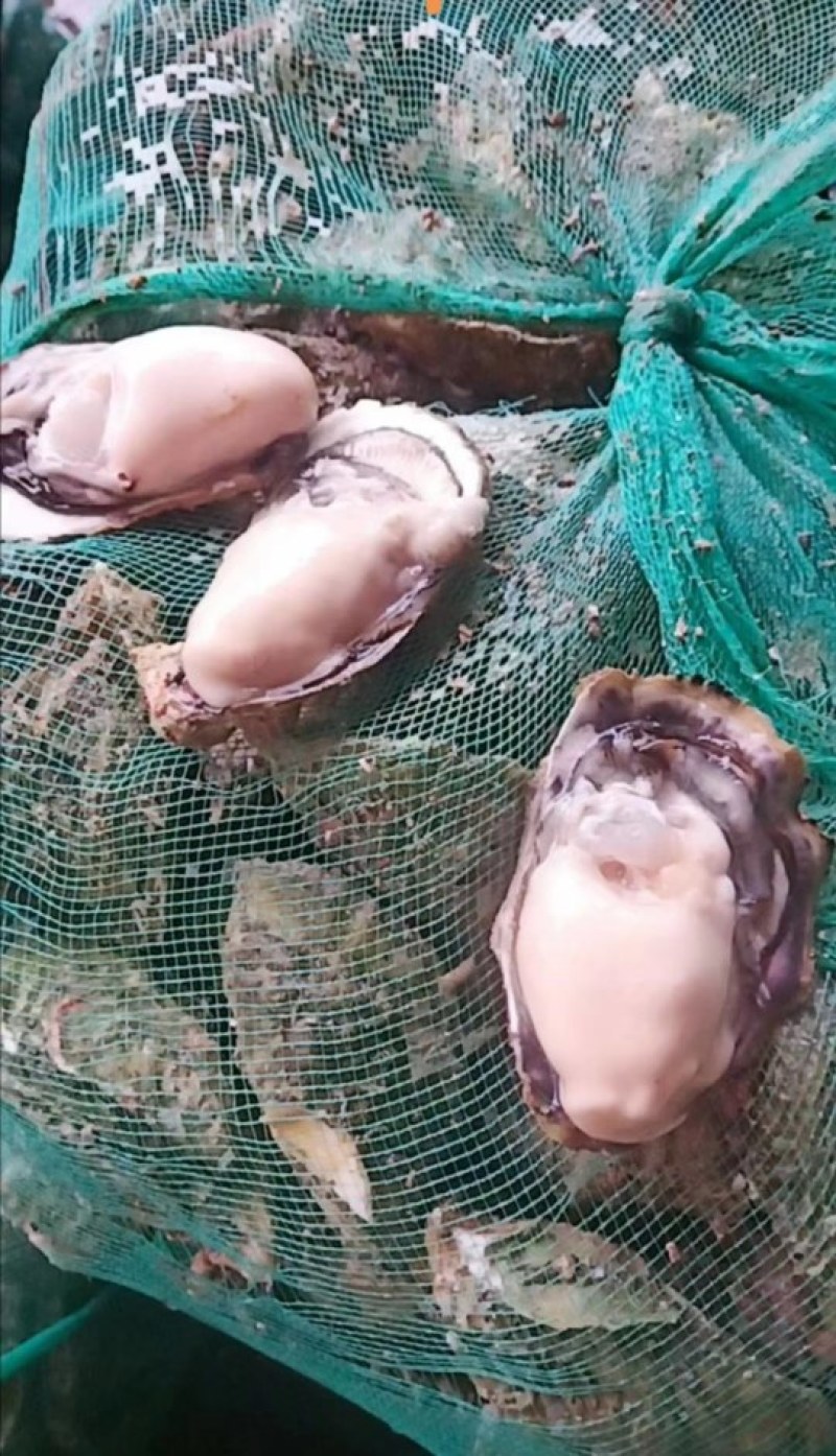 生蚝鲜活生蚝肉新鲜大牡蛎带壳海蛎子贝类海鲜水产即食海鲜