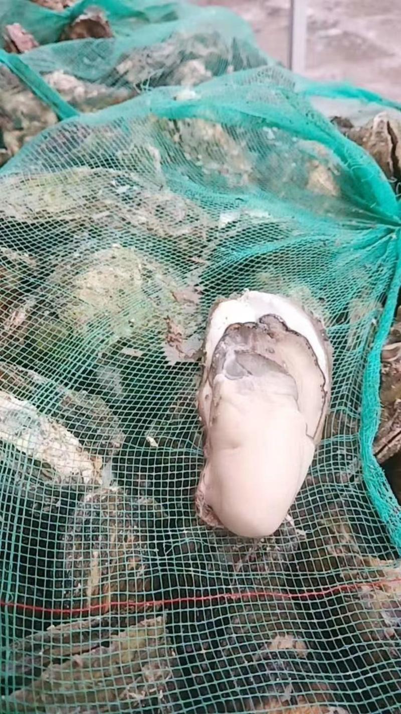 生蚝鲜活生蚝肉新鲜大牡蛎带壳海蛎子贝类海鲜水产即食海鲜