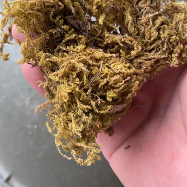 非常不错的农用水草，