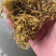 非常不错的农用水草，