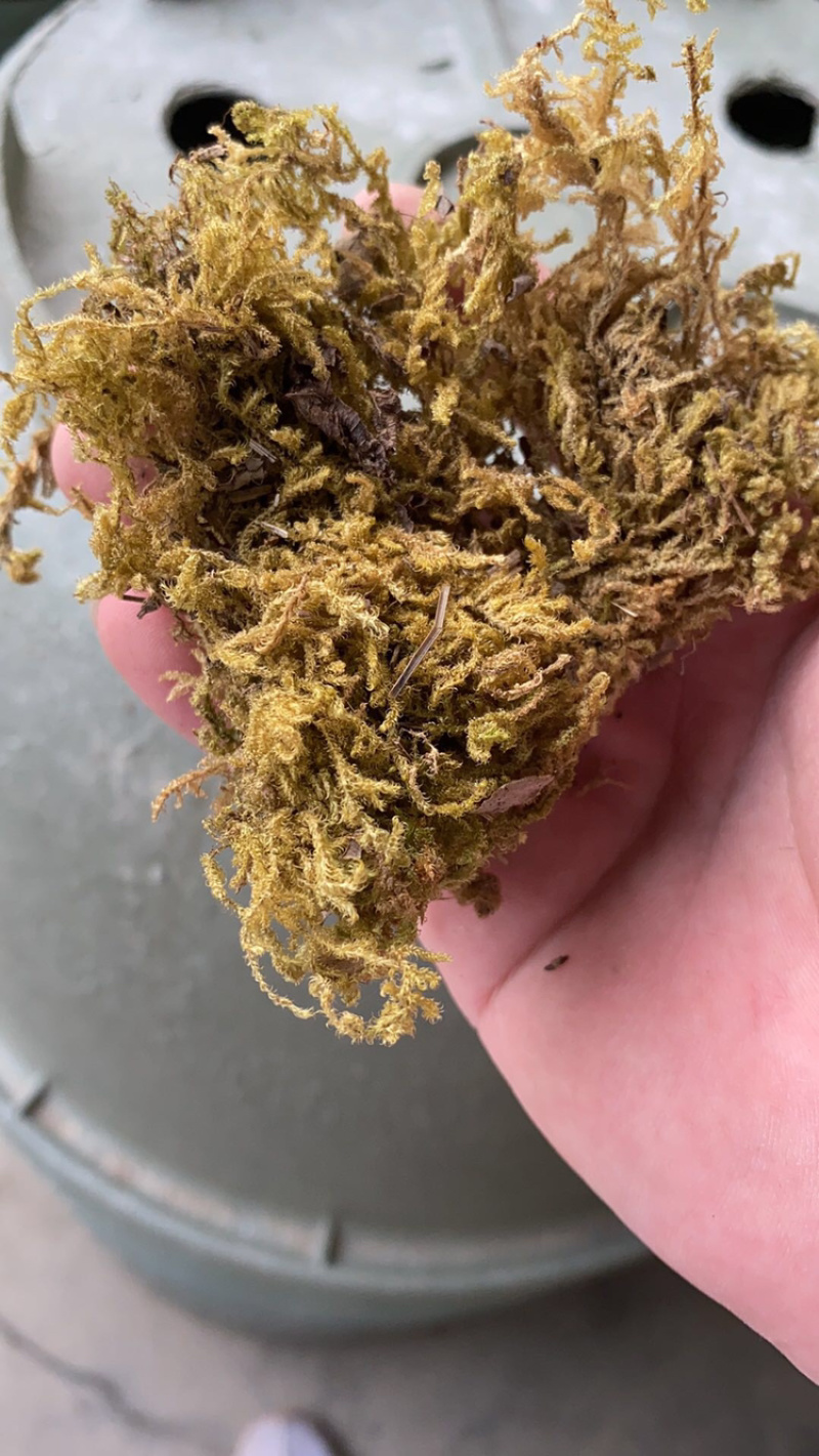 非常不错的农用水草，