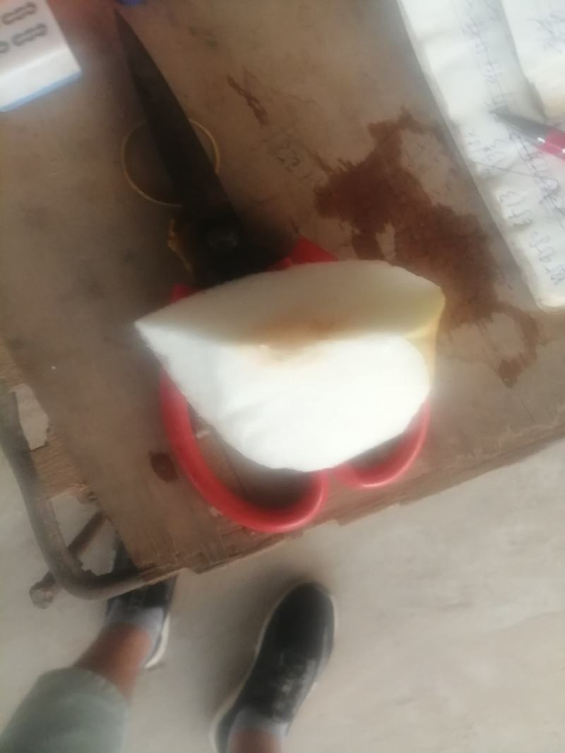 河南周口晚秋黄梨秋月梨大量陆续上市求合作