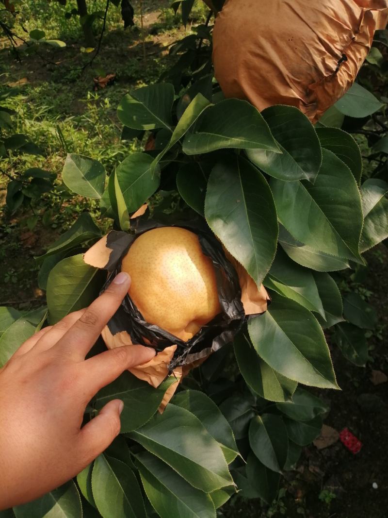 河南周口晚秋黄梨秋月梨大量陆续上市求合作