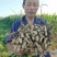 内含新加坡进口磷酸二氢钾,纯膨化,可以飞防,内含蛋白酶