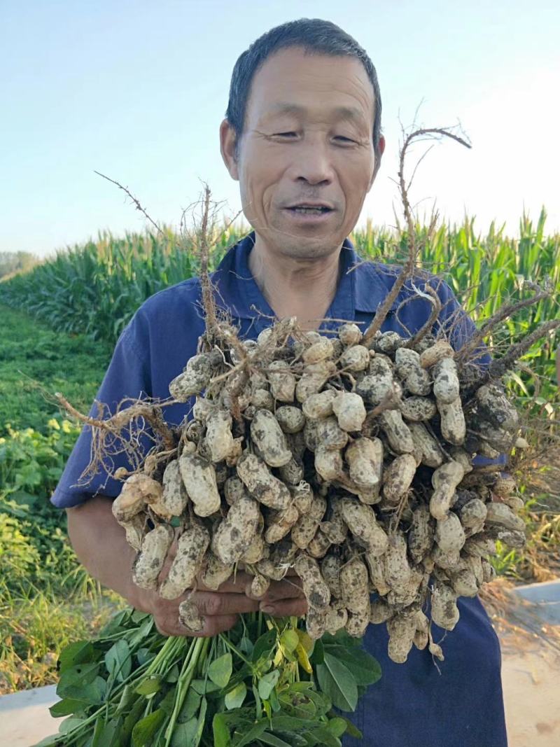内含新加坡进口磷酸二氢钾，纯膨化，可以飞防，内含蛋白酶