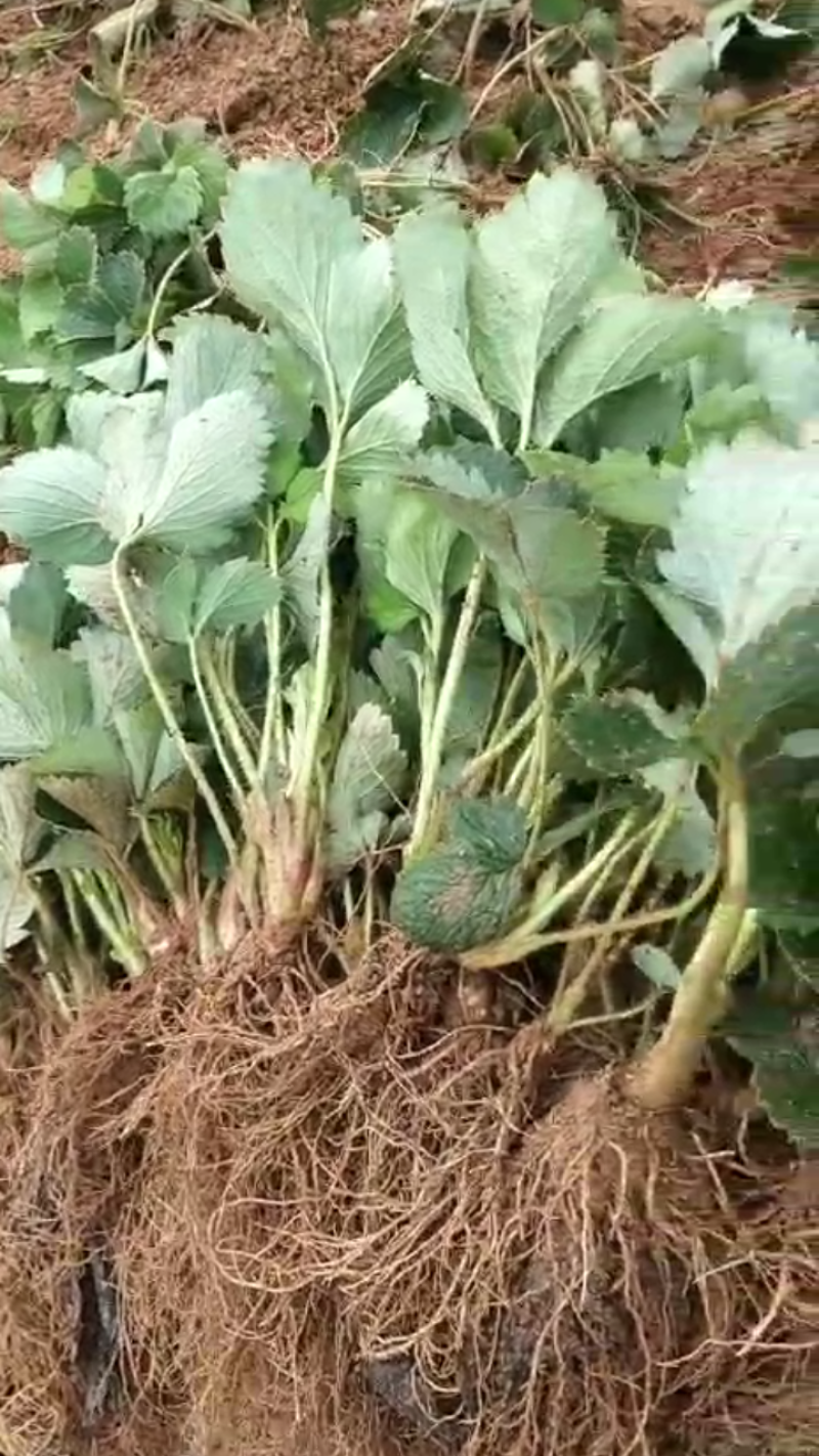 甜查理草莓苗产量高抗病强