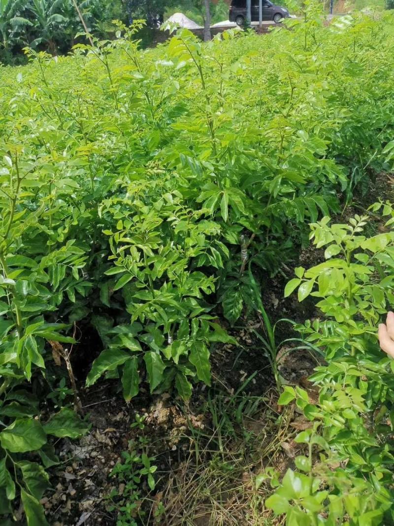 紫色黄皮苗，新品种，嫁接苗带营养杯，