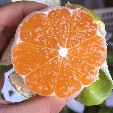 湖北枝江桔子，自家果园自产自销，一手产地，货源充足