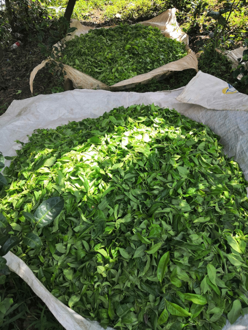 云南普洱茶冰岛古树茶纯料生茶茶叶茶散茶包邮