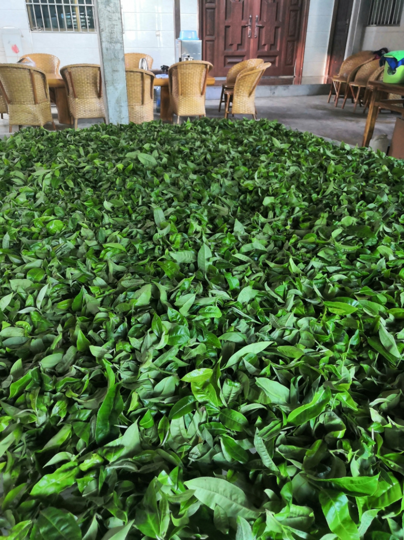 云南普洱茶冰岛古树茶纯料生茶茶叶茶散茶包邮