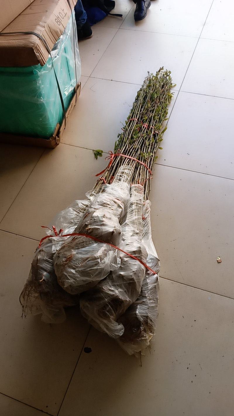 红玉兰2cm以下红玉兰2Cm以下红玉兰2cm以下红玉