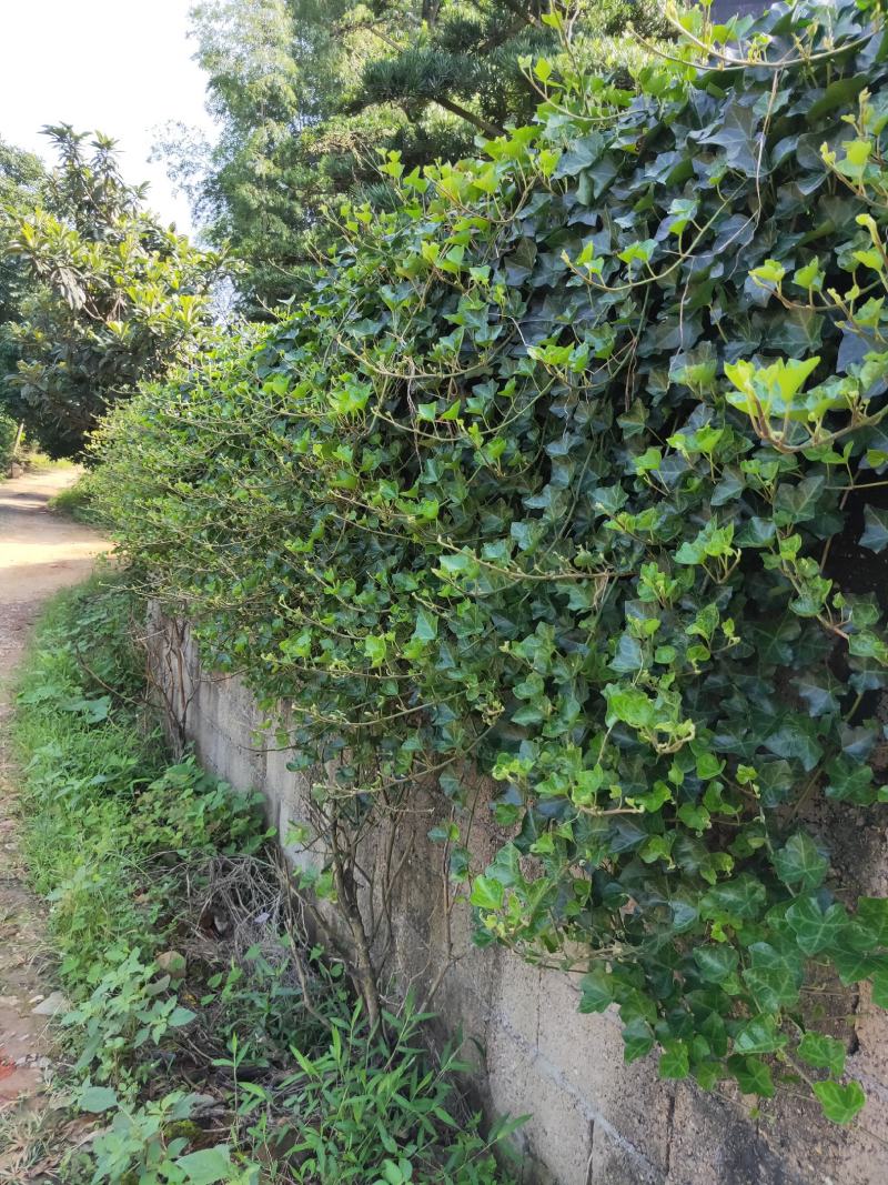 常春藤四季常青庭院绿化植物爬墙虎攀援植物常春