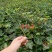 常春藤四季常青庭院绿化植物爬墙虎攀援植物常春