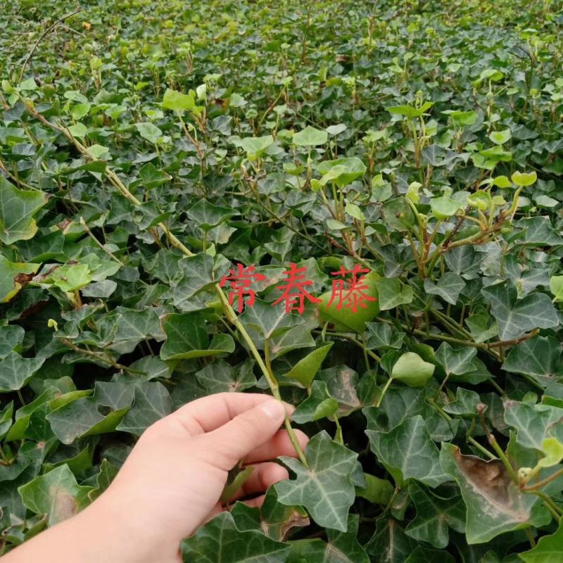 常春藤四季常青庭院绿化植物爬墙虎攀援植物常春