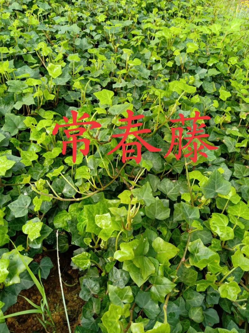 常春藤四季常青庭院绿化植物爬墙虎攀援植物常春