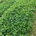 常春藤四季常青庭院绿化植物爬墙虎攀援植物常春