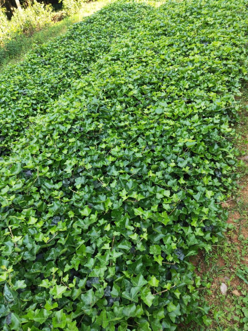 常春藤四季常青庭院绿化植物爬墙虎攀援植物常春