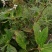 四川大凉山野生通草需要的赶紧出手