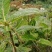 四川大凉山野生通草需要的赶紧出手