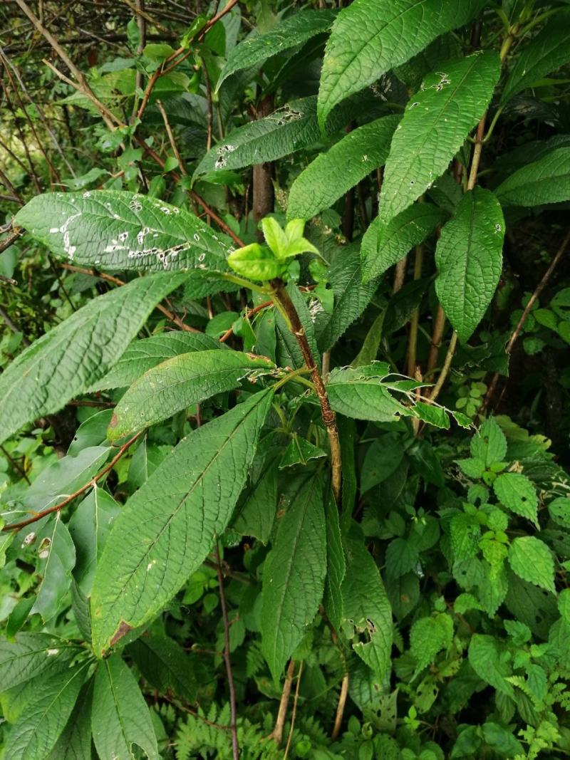 四川大凉山野生通草需要的赶紧出手