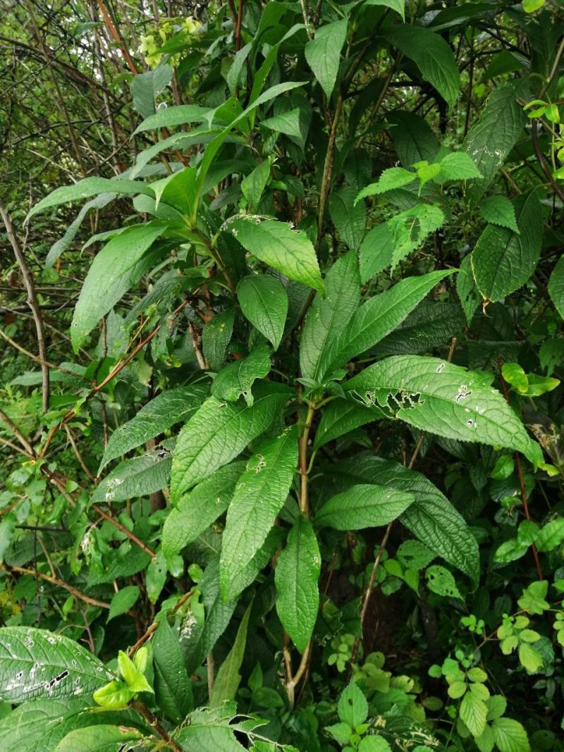 四川大凉山野生通草需要的赶紧出手