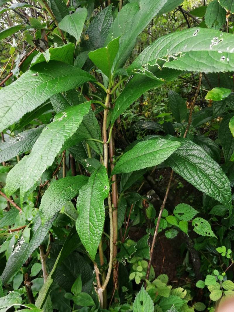 四川大凉山野生通草需要的赶紧出手
