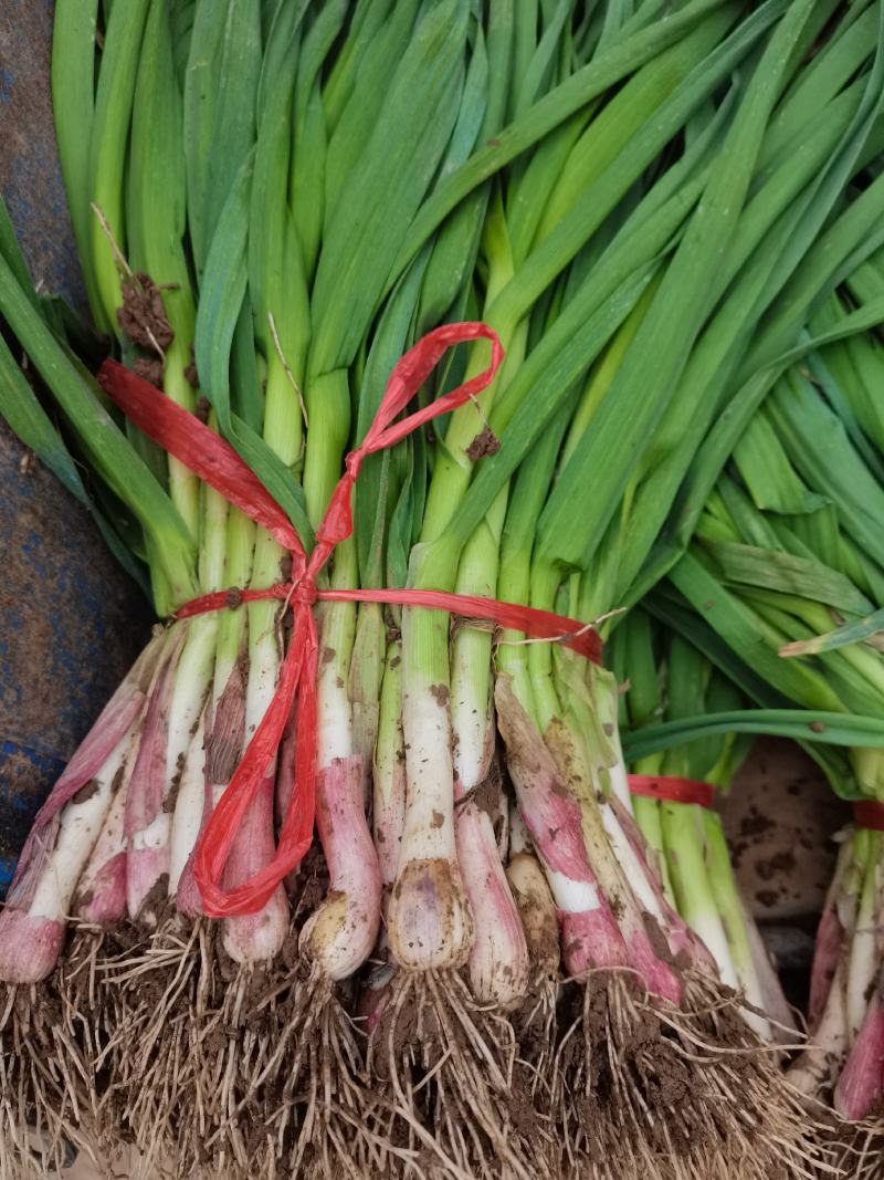 红根蒜苗根正苗红大量上市