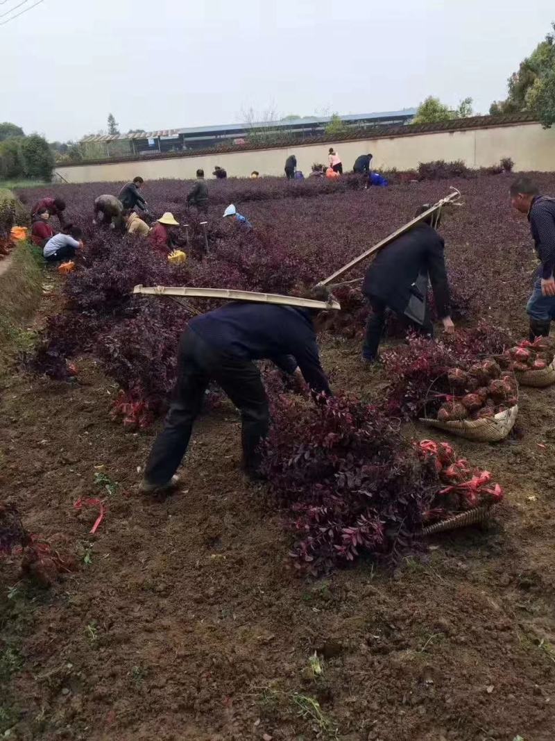 红花继木球红桎木红继木红桎木红梽木庭院别墅造型树