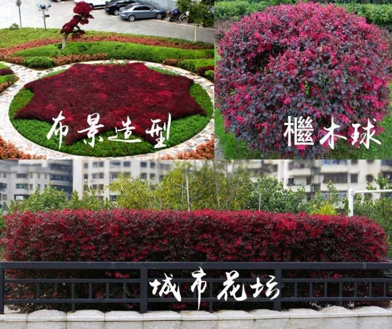 红花继木球红桎木红继木红桎木红梽木庭院别墅造型树