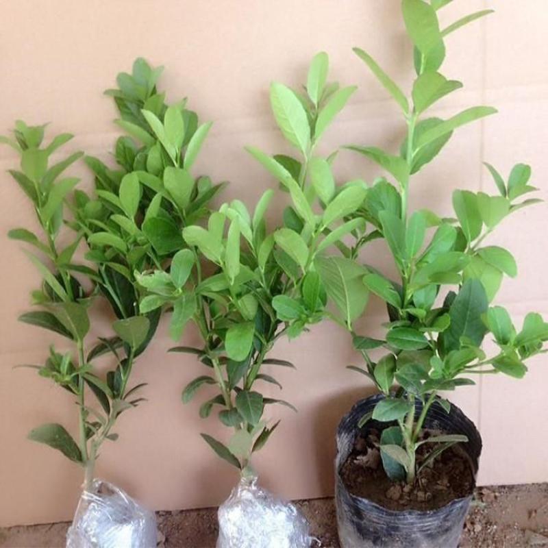柠檬树苗香水柠檬绿植盆栽庭院阳台好成活柠檬四季结果