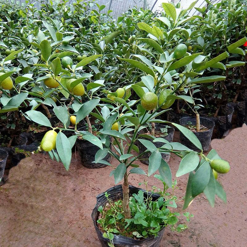 柠檬树苗香水柠檬绿植盆栽庭院阳台好成活柠檬四季结果