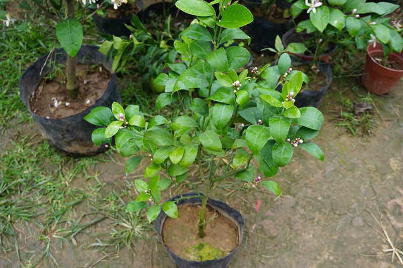柠檬树苗香水柠檬绿植盆栽庭院阳台好成活柠檬四季结果