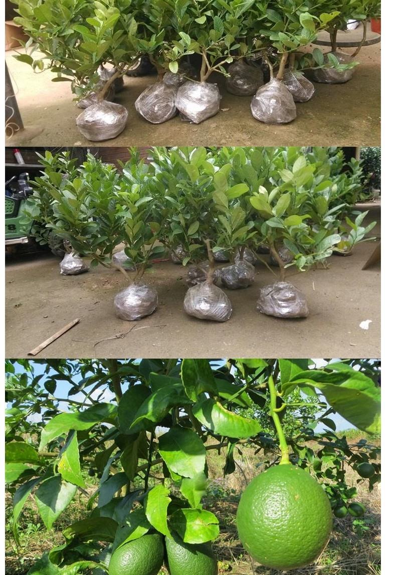 柠檬树苗香水柠檬绿植盆栽庭院阳台好成活柠檬四季结果
