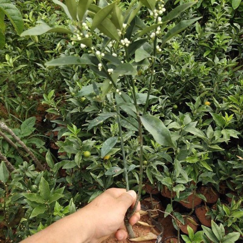 柠檬树苗香水柠檬绿植盆栽庭院阳台好成活柠檬四季结果