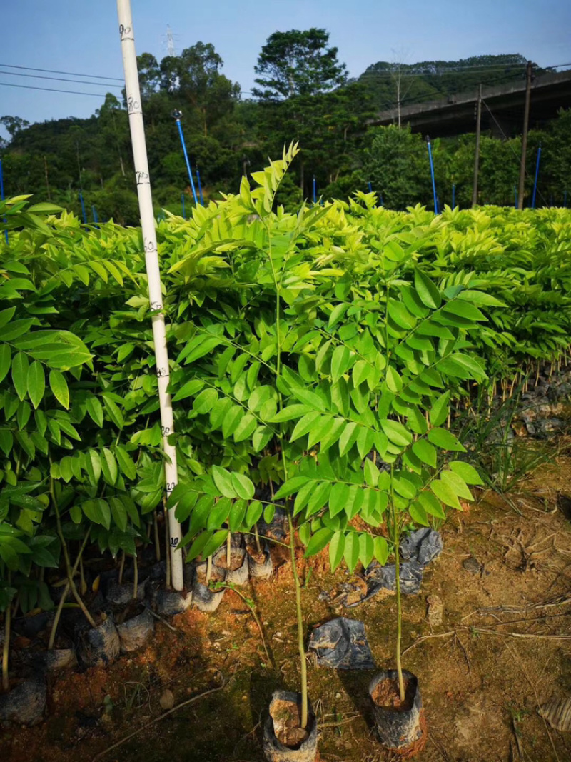 黄花梨树苗正宗海南黄花梨树苗