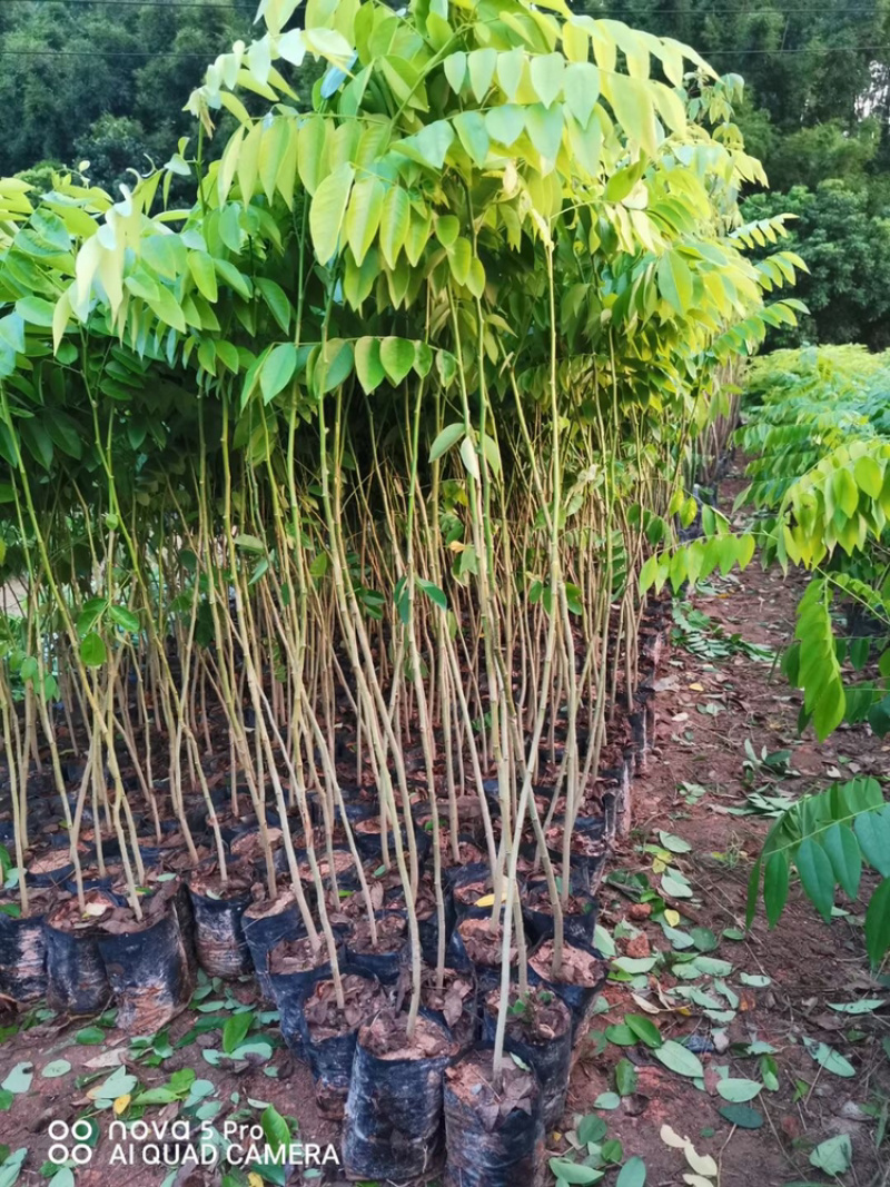 黄花梨树苗正宗海南黄花梨树苗