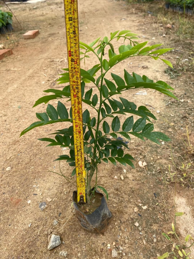 黄花梨树苗正宗海南黄花梨树苗
