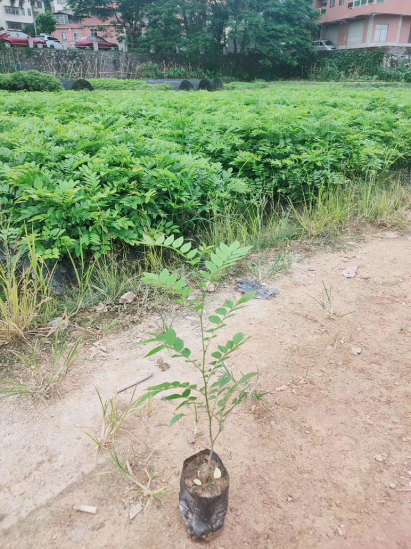 黄花梨树苗正宗海南黄花梨树苗