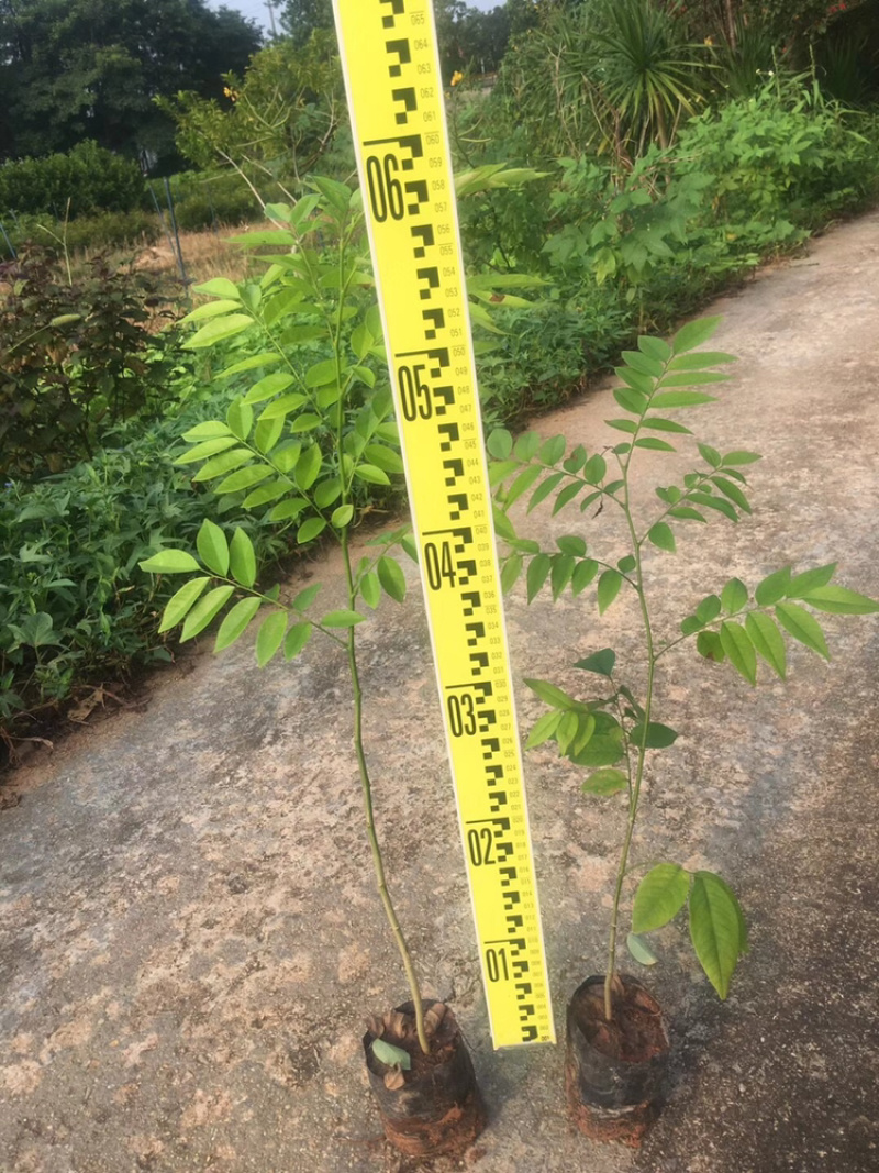 黄花梨树苗正宗海南黄花梨树苗