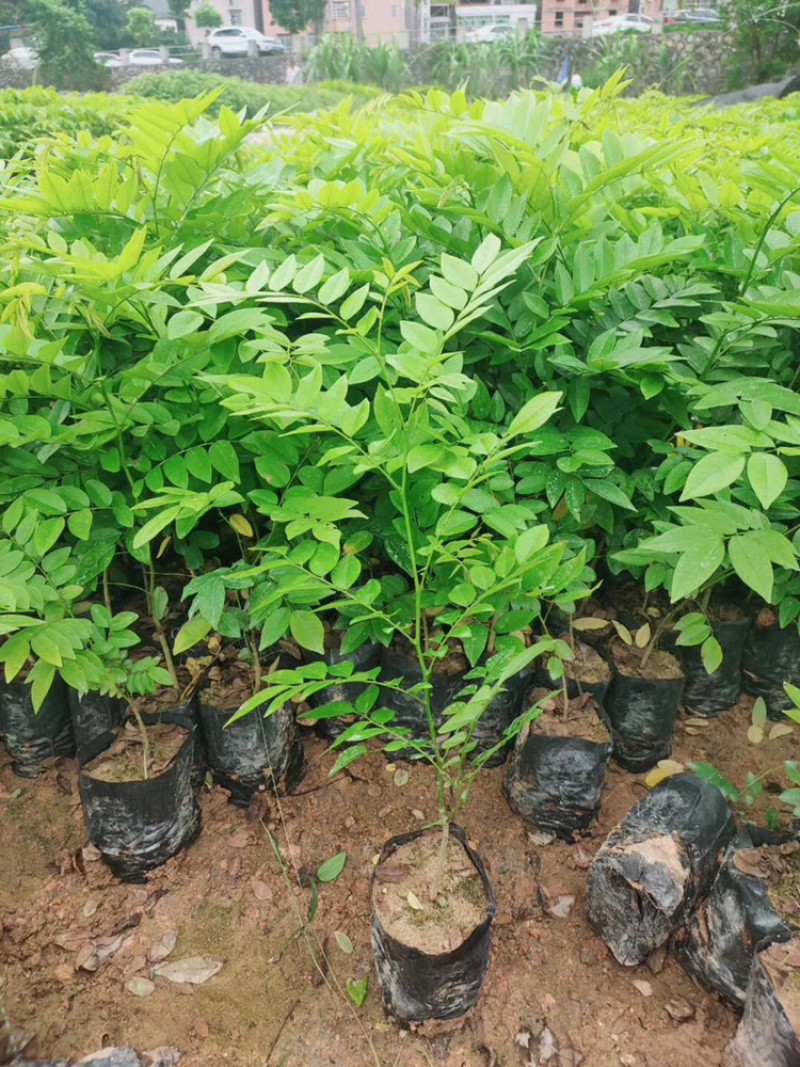 黄花梨树苗正宗海南黄花梨树苗