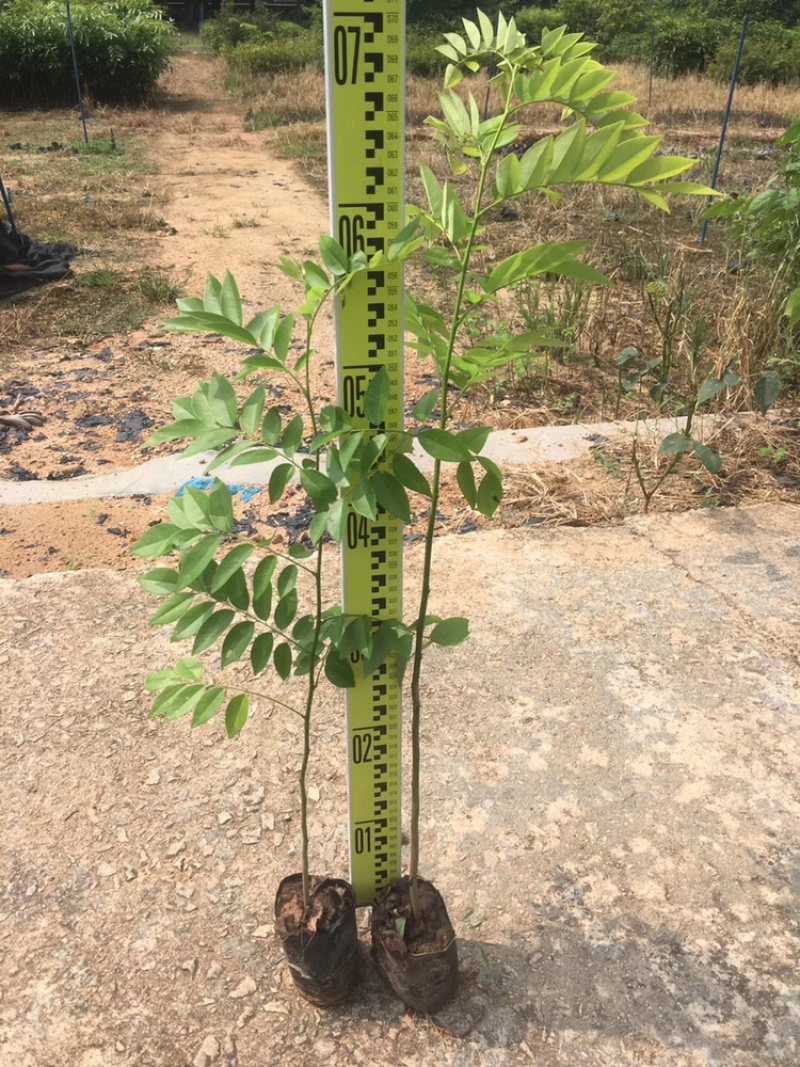 黄花梨树苗正宗海南黄花梨树苗