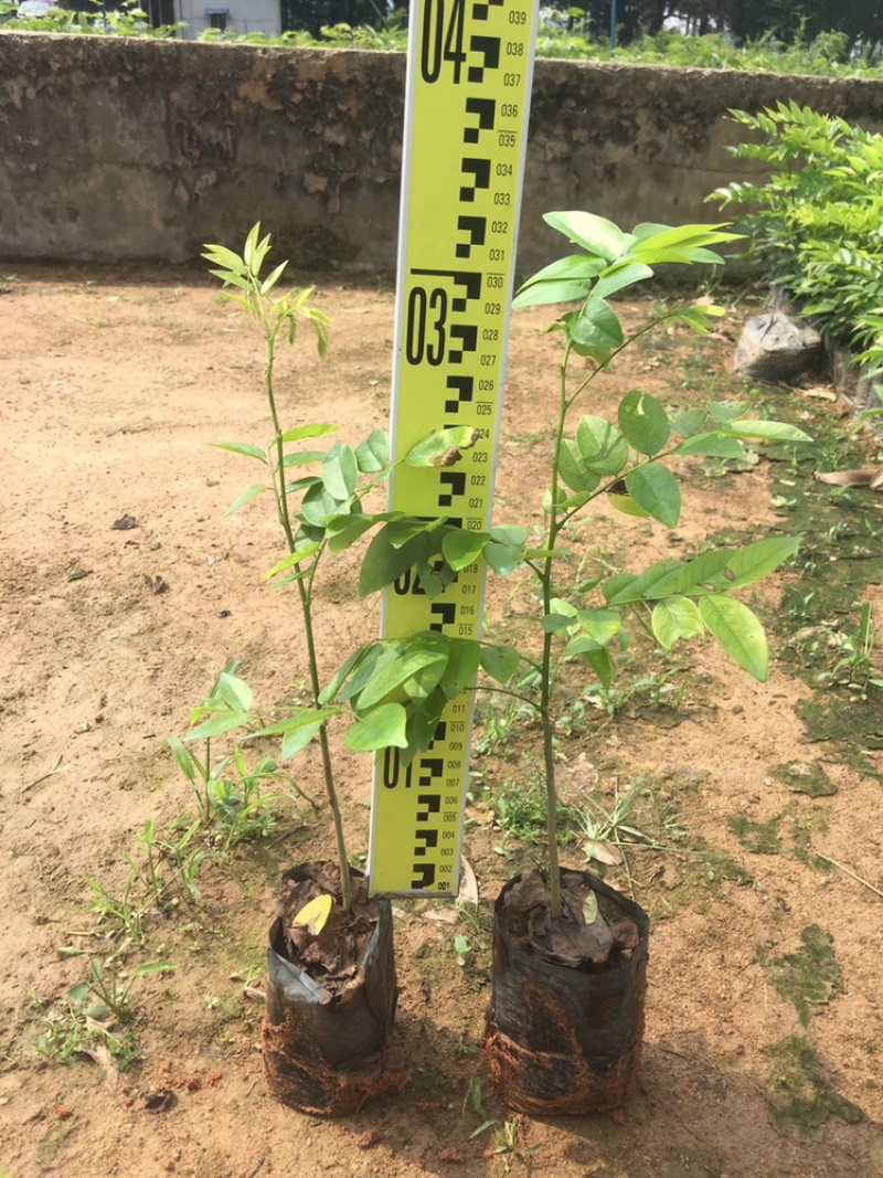黄花梨树苗正宗海南黄花梨树苗