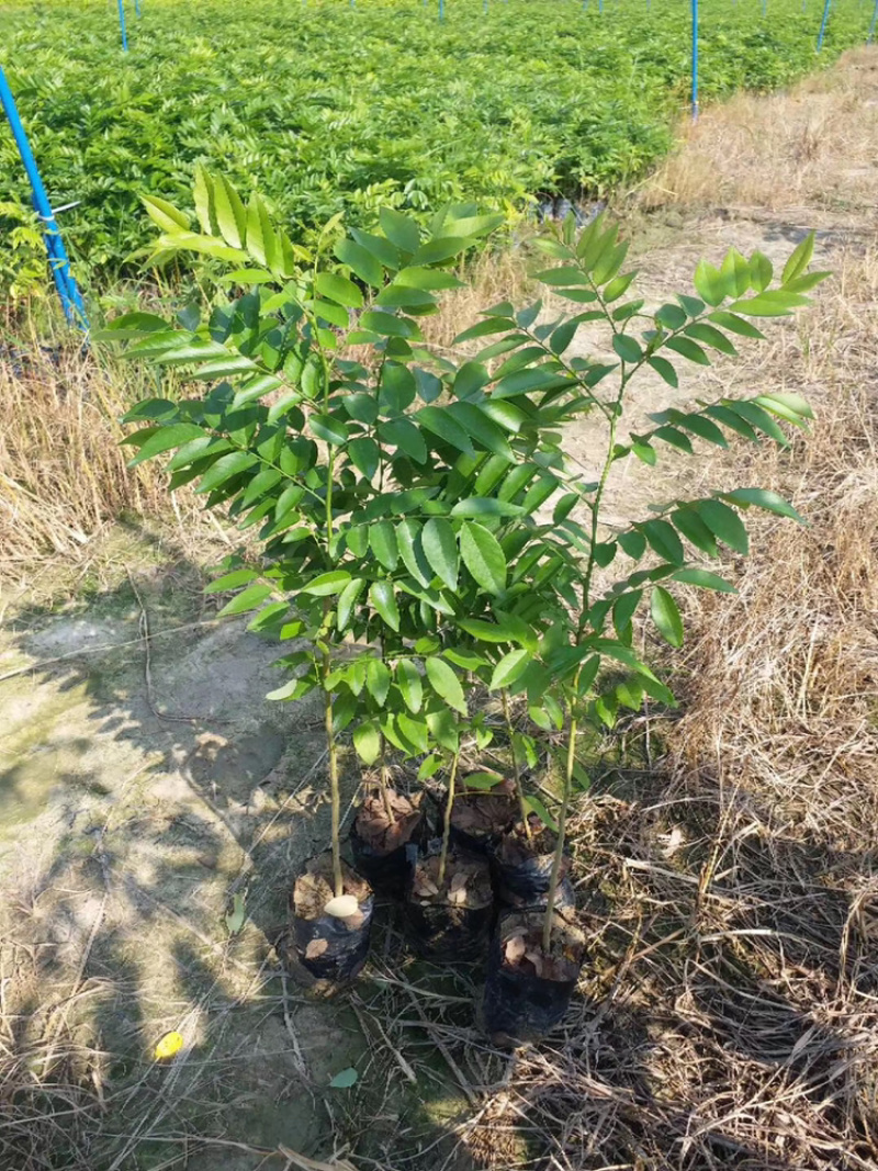 黄花梨树苗正宗海南黄花梨树苗